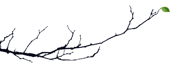 LeafIsolated